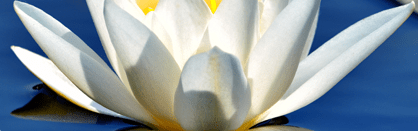 Orchidia Fragrances Blue Lotus Fragrance (ORC1901433) banner