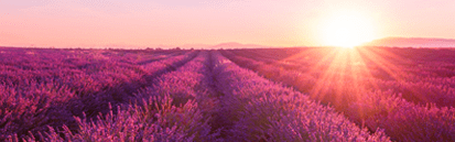 Orchidia Fragrances Lavender Fields Fragrance (ORC2100293) banner