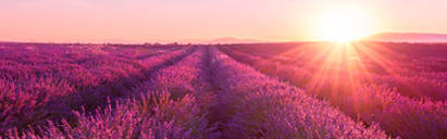 Orchidia Fragrances Lavender Fields Fragrance (ORC2100308) banner