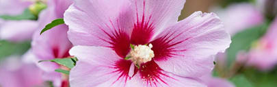 Orchidia Fragrances Hibiscus Water Fragrance (ORC1901426) banner