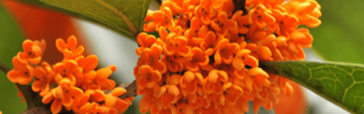 Orchidia Fragrances Osmanthus Verbena Fragrance (ORC2100020) banner