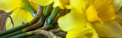 Orchidia Fragrances Wildflowers Fragrance (ORC1901407) banner