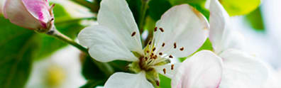 Orchidia Fragrances Apple Blossom Fragrance (ORC2001163) banner