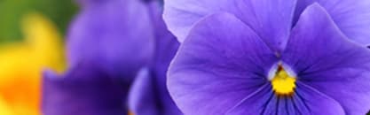 Orchidia Fragrances Musk Floral Fragrance (ORC0902236) banner