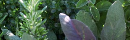 Orchidia Fragrances W.S. Calming Lavender & Herbs (ORC1902070) banner