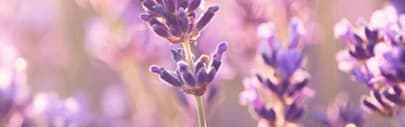 Orchidia Fragrances Lavender & Sheer Woods Fragrance (ORC1902064) banner