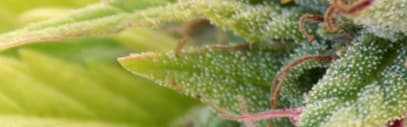 Orchidia Fragrances Kush Type Fragrance (ORC1901671) banner