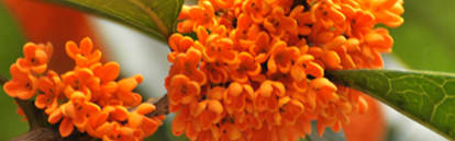 Orchidia Fragrances Osmanthus Verbena Fragrance (ORC2100103) banner