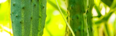 Orchidia Fragrances Mediterranean Cucumber & Sea Salt Fragrance (ORC1901413) banner