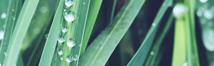 Orchidia Fragrances Botanical Splash Fragrance (ORC2101562) banner