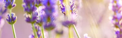 Orchidia Fragrances French Lavender Fragraance (ORC1800979) banner