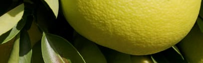 Orchidia Fragrances Citrus & Sea Salt Fragrance (ORC1901408) banner