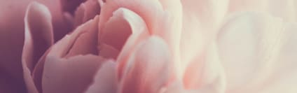 Orchidia Fragrances Sheer Glow Fragrance (ORC2101565) banner