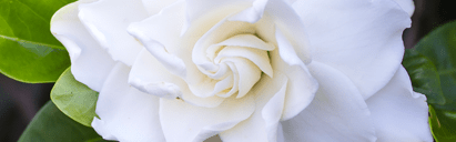 Orchidia Fragrances Gardenia Rain Fragrance (ORC1901410) banner