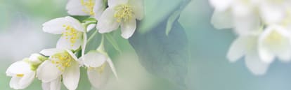 Orchidia Fragrances Summer Garden Fragrance (ORC2101564) banner