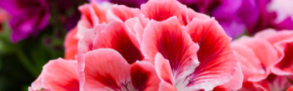 Orchidia Fragrances Natural Geranium Mountain Fragrance (ORC2101741) banner