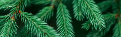 Orchidia Fragrances Fresh Spruce Fragrance (ORC1902060) banner