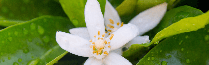 Orchidia Fragrances Natural Princess Nerola Fragrance (ORC2101841) banner