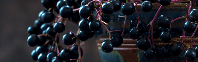 Orchidia Fragrances Violet Elderberry Fragrance (ORC2100718) banner