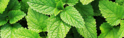 Orchidia Fragrances Natural Soothing Spearmint Fragrance (ORC2101676) banner