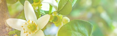 Orchidia Fragrances Blushing Petals Fragrance (ORC2101571) banner