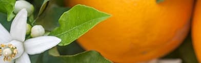 Orchidia Fragrances Citrus Amber (ORC1800566) banner