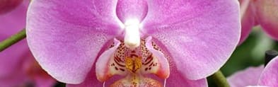 Orchidia Fragrances Purifying Orchid Fragrance (ORC1701089) banner