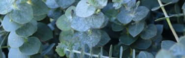 Orchidia Fragrances Eucalyptus Spearmint Fragrance (ORC1601627) banner