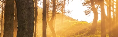 Orchidia Fragrances Blonde Woods & Spice Fragrance (ORC1901440) banner