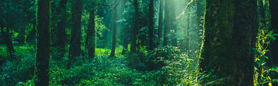 Orchidia Fragrances Forest Amber Fragrance (ORC2100696) banner