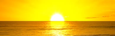 Orchidia Fragrances Sunburst Fragrance (ORC2100706) banner