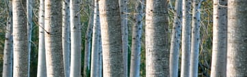 Orchidia Fragrances Poplar Tree Fragrance (ORC1901396) banner