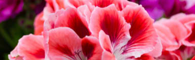 Orchidia Fragrances Geranium Mountain Fragrance (ORC2100126) banner