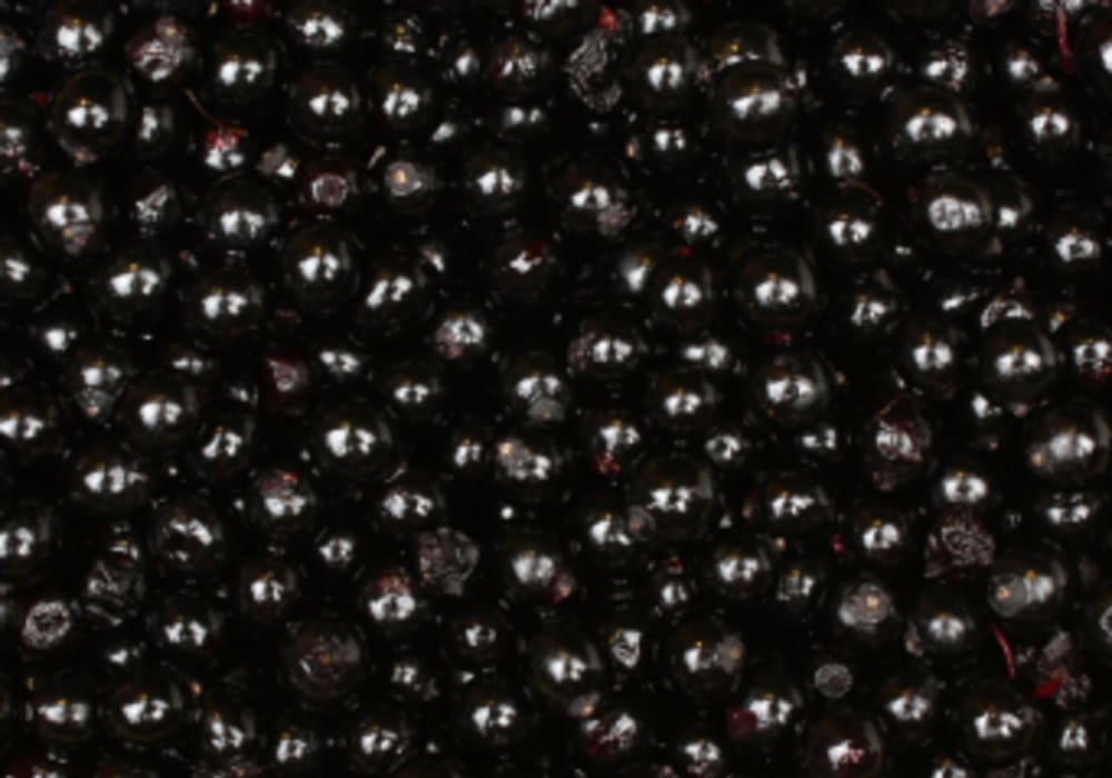 Elderberry Extract Powder