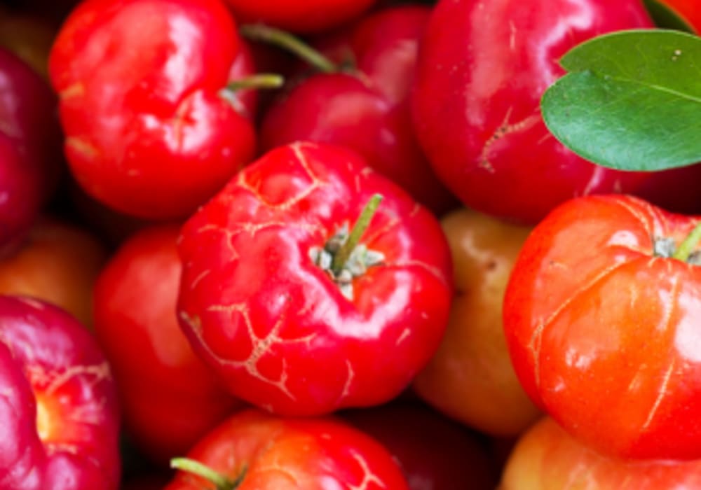 Acerola Extract Powder 17% Vit C