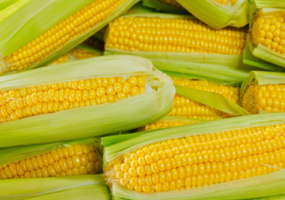 Sweet Corn Freeze-Dried Powder