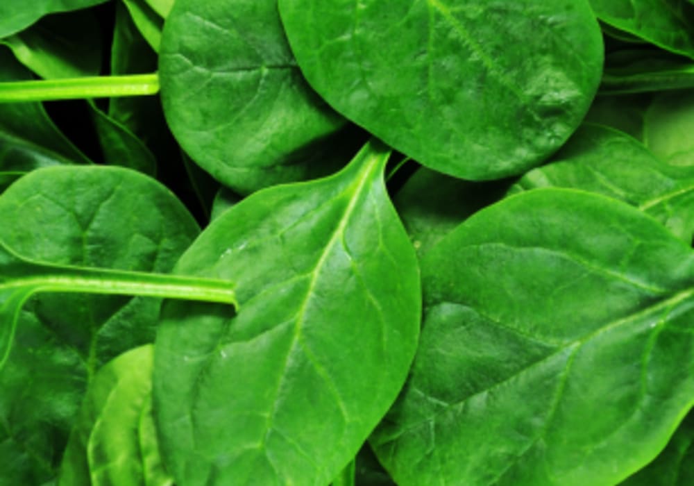 Spinach Juice Powder