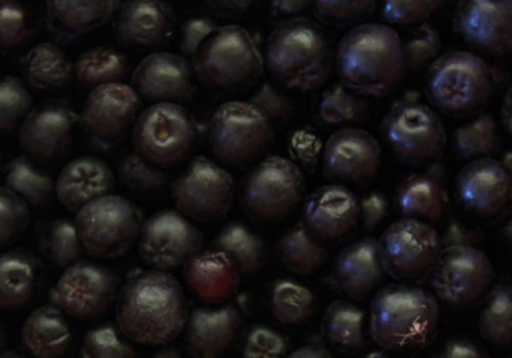 Aronia Freeze-Dried Powder