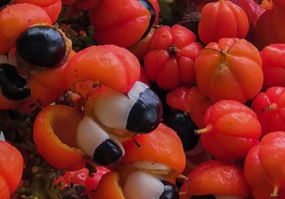 Guaraná Extract Powder 10% caffeine
