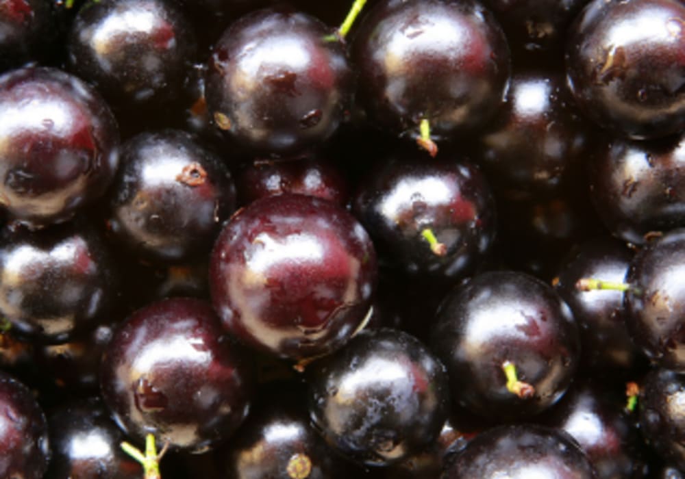 Jabuticaba Extract Powder
