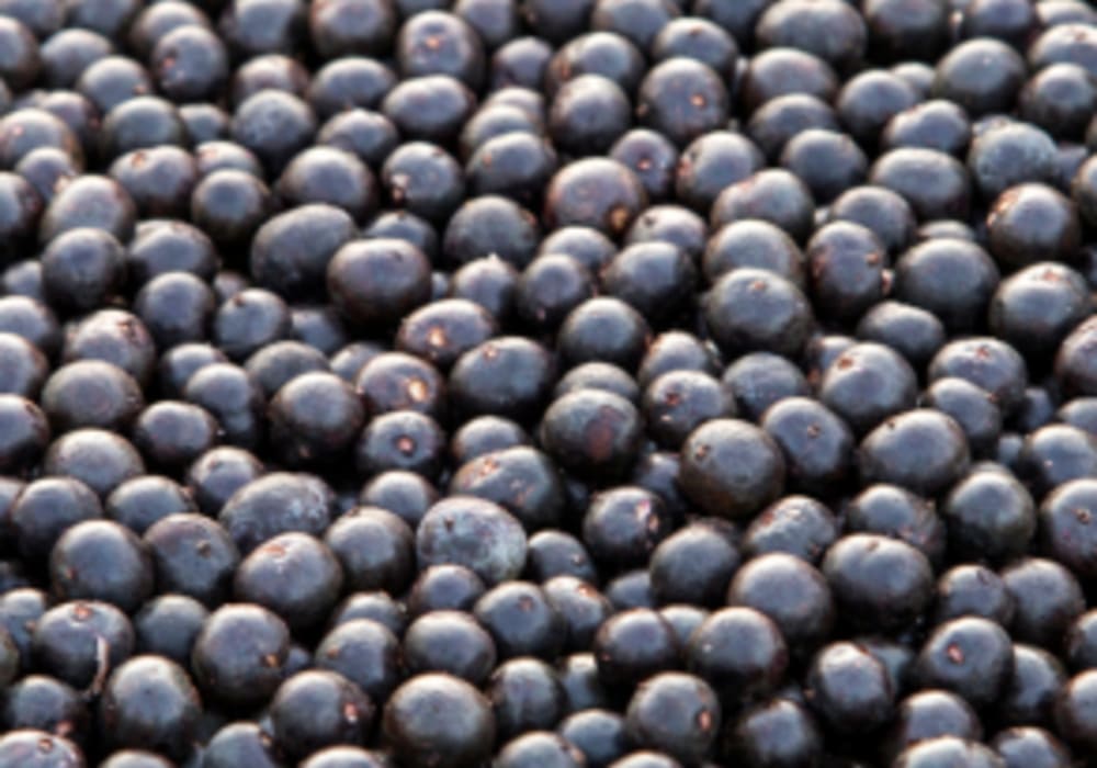 Açaí Extract Powder