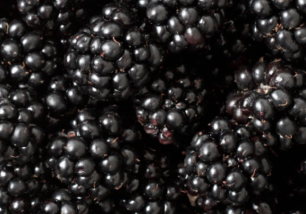 Blackberry Freeze-Dried Powder