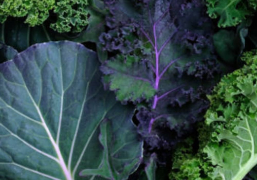 Kale Freeze-Dried Powder