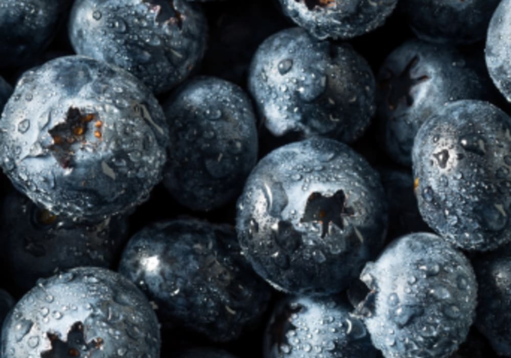 Blueberry Extract Powder