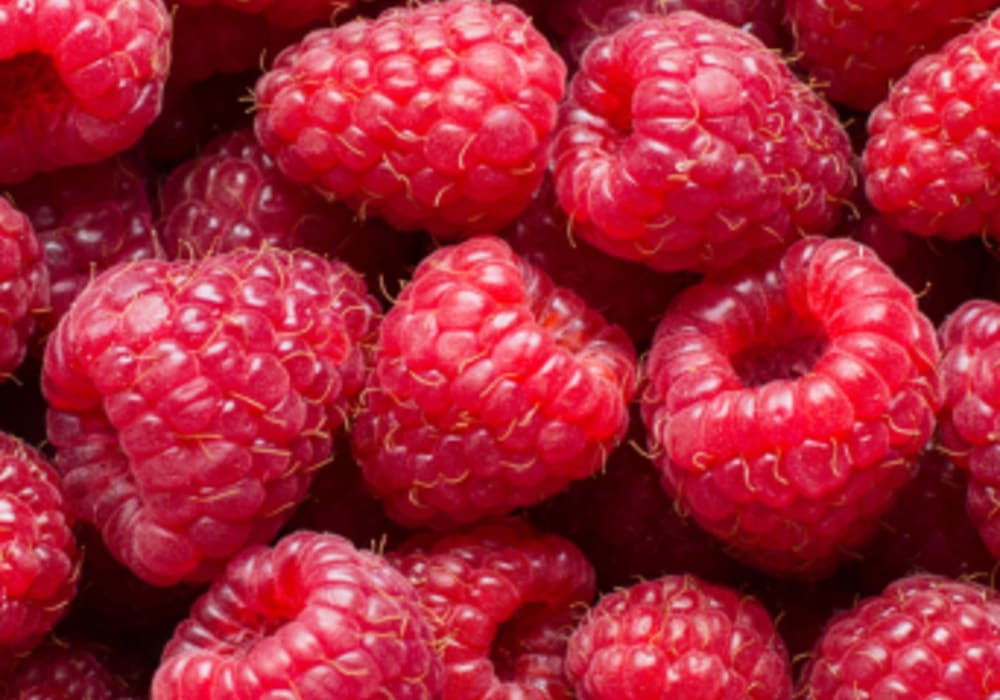 Raspberry Freeze-Dried Powder