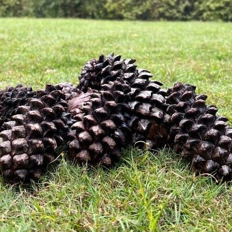 Pine Needle Oil-carousel-image