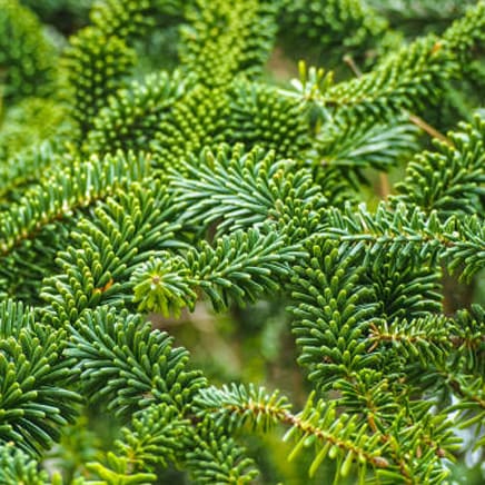 AFI Compare to Aroma Frasier Fir by Thymes® F20783-carousel-image