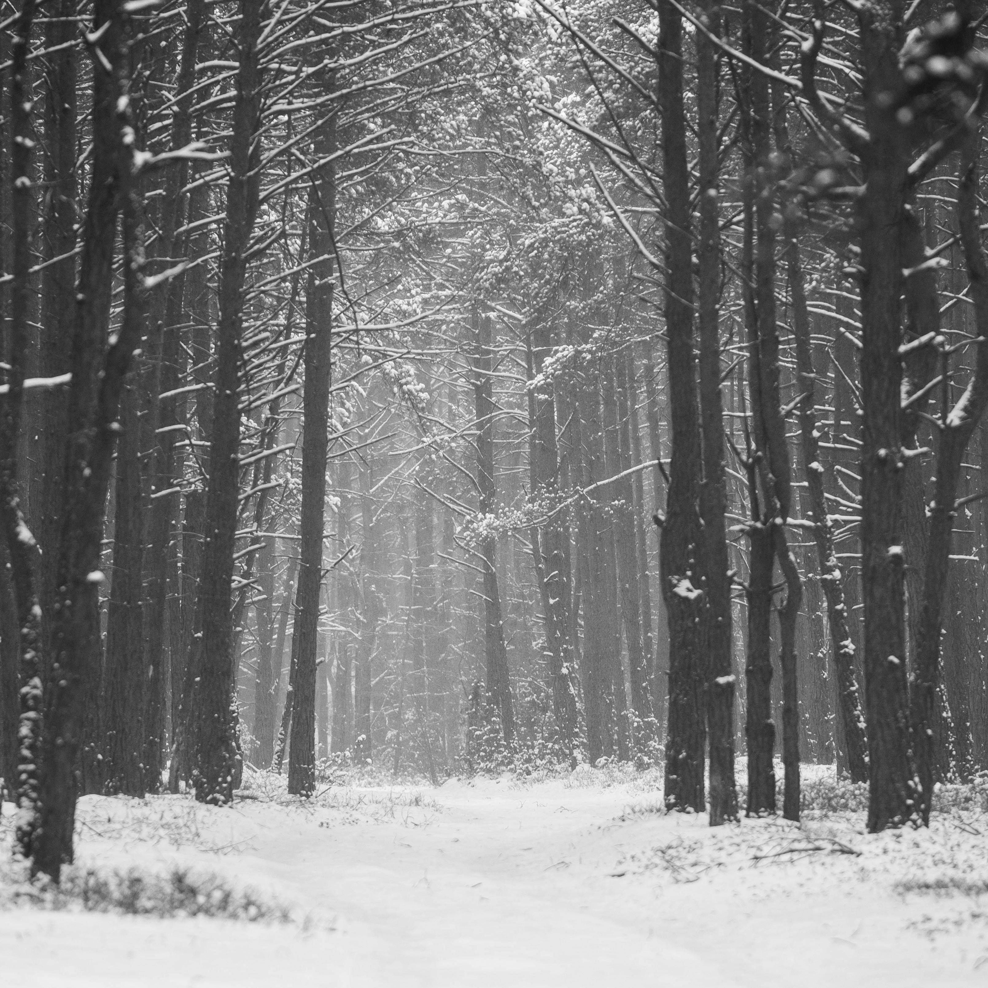 AFI Compare to Iced Vanilla Woods by BBW® F27467-carousel-image