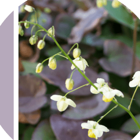 Pleiotanicals® Grandiciin® (R10124)-carousel-image