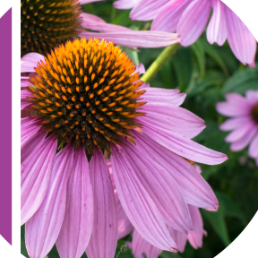 Pleiotanicals® Volpura® EP (R10098)-carousel-image